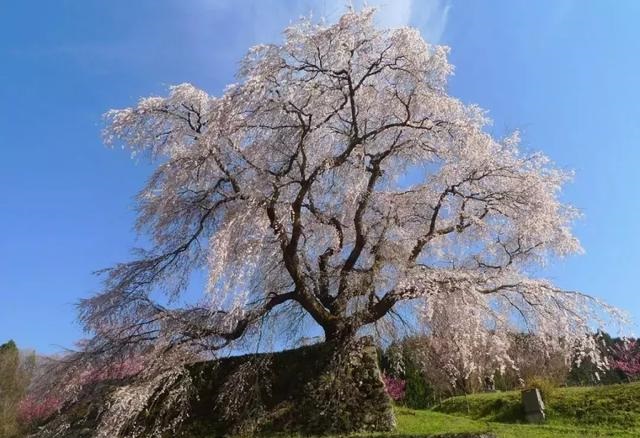 2019041215550569921616322366.jpg 9a4bc1c3ade84b9cb5fc67b5a6a61844.jpg